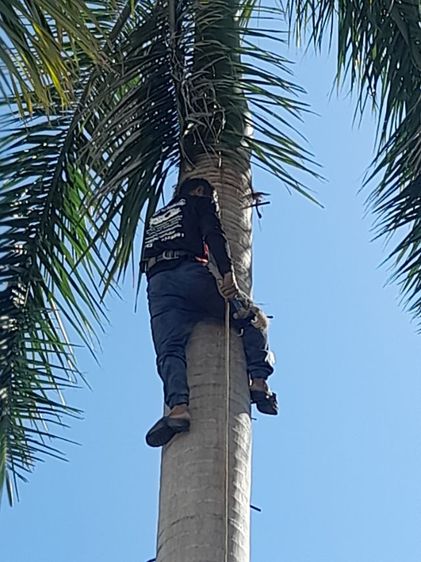 ช่างรับตัดต้นปาล์ม ขุดราก ขนทิ้ง  รูปที่ 10