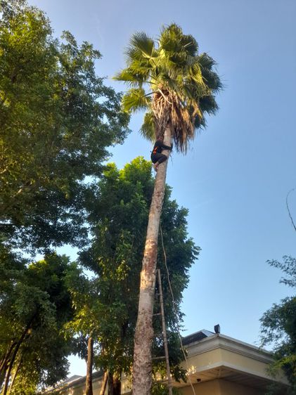 ช่างรับตัดต้นปาล์ม ขุดราก ขนทิ้ง  รูปที่ 8