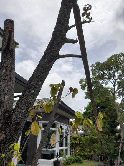 ช่างรับดึงต้นไม้เอียง เอน ดึงให้ตรงก่อนค้ำยันใหม่ รูปที่ 11
