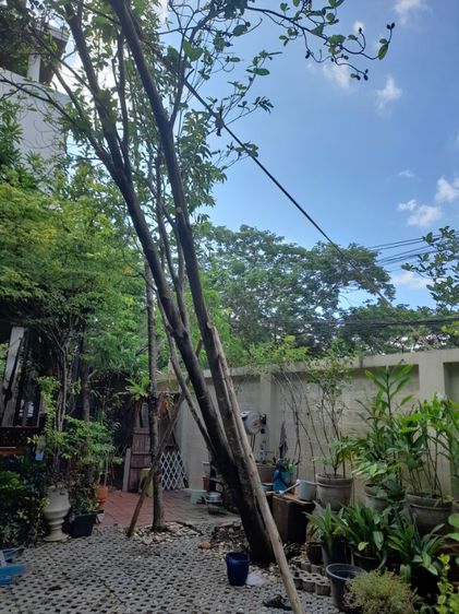 ช่างรับดึงต้นไม้เอียง เอน ดึงให้ตรงก่อนค้ำยันใหม่ รูปที่ 8