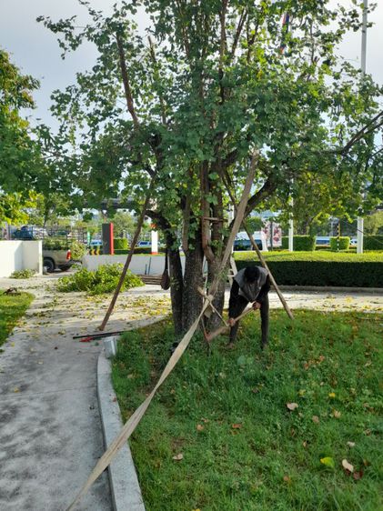 ช่างรับดึงต้นไม้เอียง เอน ดึงให้ตรงก่อนค้ำยันใหม่ รูปที่ 5