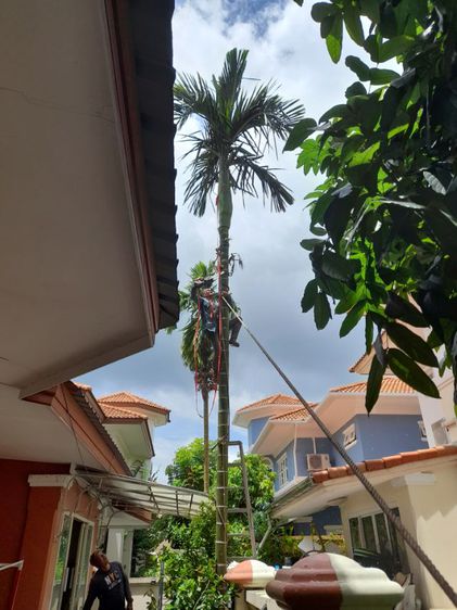 ช่างรับดึงต้นไม้เอียง เอน ดึงให้ตรงก่อนค้ำยันใหม่ รูปที่ 6