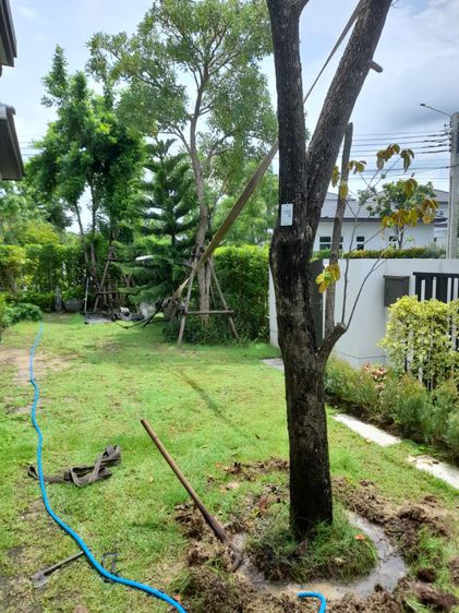 ช่างรับดึงต้นไม้เอียง เอน ดึงให้ตรงก่อนค้ำยันใหม่ รูปที่ 12