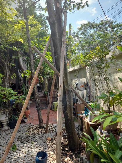 ช่างรับดึงต้นไม้เอียง เอน ดึงให้ตรงก่อนค้ำยันใหม่ รูปที่ 9