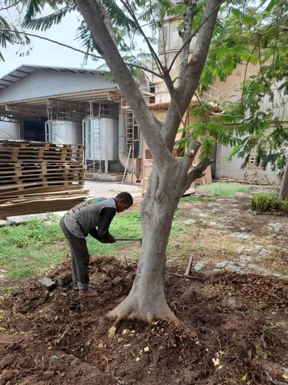 ช่างรับดึงต้นไม้เอียง เอน ดึงให้ตรงก่อนค้ำยันใหม่ รูปที่ 4