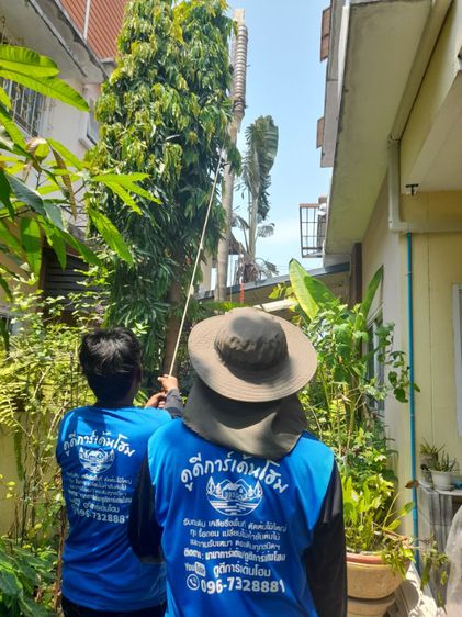 ช่างรับดึงต้นไม้เอียง เอน ดึงให้ตรงก่อนค้ำยันใหม่ รูปที่ 2