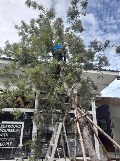 ช่างรับดึงต้นไม้เอียง เอน ดึงให้ตรงก่อนค้ำยันใหม่ รูปที่ 3