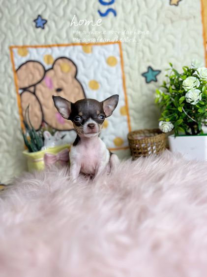 ชิวาวา (Chihuahua) เล็ก ชิวาว่าจิ๋ว 