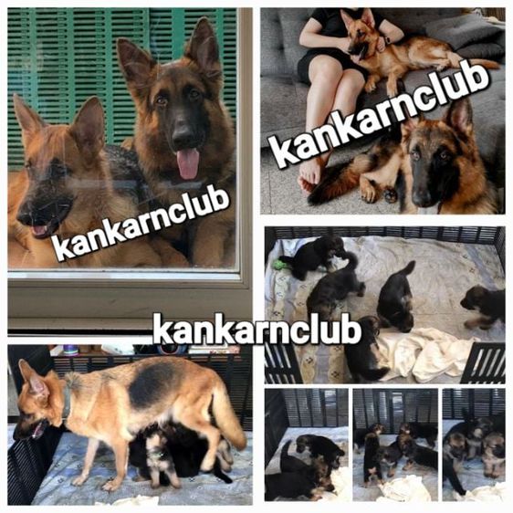 เยอรมันเชพเพิร์ด (German shepherd) ลูกสุนัขเยอรมัน เชพเพิร์ด (อัลเซเชี่ยน) สายพันธุ์แท้ พ่อใหญ่แน่นล่ำโอเวอร์ไซส์ แม่สวย โครงสร้างใหญ่ จาก kankarnclub มีจัดส่งทั่วประเทศ