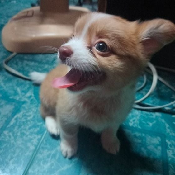 ชิวาวา (Chihuahua) เล็ก น้องหมาชิวาวาตัวผู้ผสมน้องอายุได้1เดือนครึ่ง