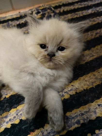 เปอร์เซีย (Persian) ขายน้องแมวเปอร์เซีย