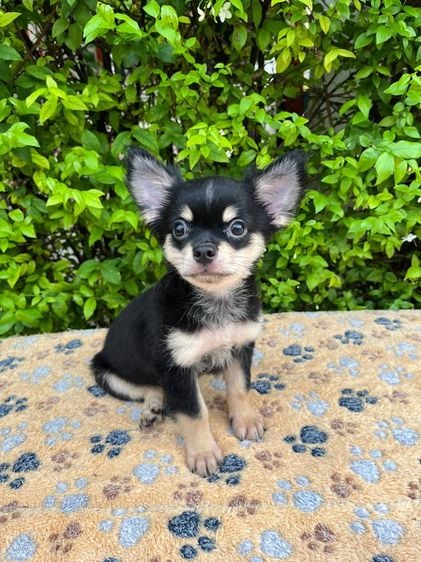 ชิวาวา (Chihuahua) เล็ก สุนัข6ตัว ขอดูรูปเพิ่มเติมได้