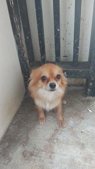 ชิวาวา (Chihuahua) เล็ก สุนัข