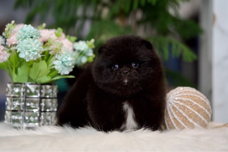 ปอมเมอเรเนียน (Pomeranian) ปอมเมอเรเนียน หน้าหมีสีดำ ไซเล็ก น่ารักๆๆ ส่งฟรีทั่วไทย 