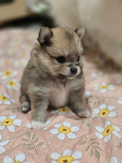 ปอมเมอเรเนียน (Pomeranian) เล็ก ลูกสุนัขปอมเมอเรเนียน