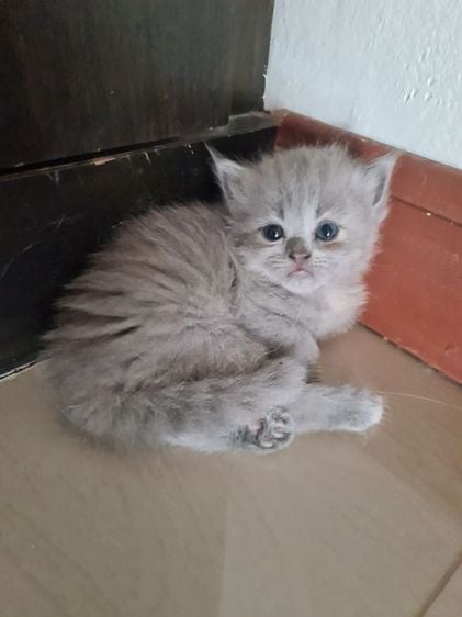 เปอร์เซีย (Persian) ลูกแมวเปอร์เซีย สีขาว สีดำ สีบลู