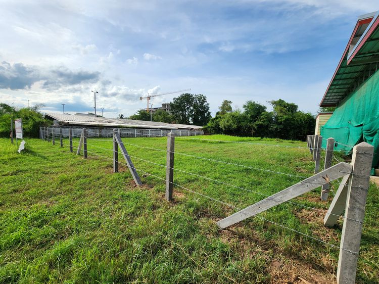 ให้เช่าที่ดินครับ ถมที่ดินแล้ว เจ้าของลงเอง ติดประปากระสัง ติดหลังโรงพยาบาลกระสัง  ใกล้ปั้ม ปตท.กระสัง อ.กระสัง จ.บุรีรัมย์ รูปที่ 3