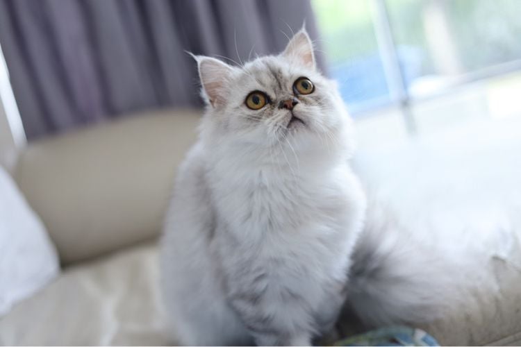 เปอร์เซีย (Persian) ขายแมวเปอร์เซียสีซิลเวอร์