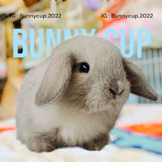 กระต่าย HL รูปที่ 3