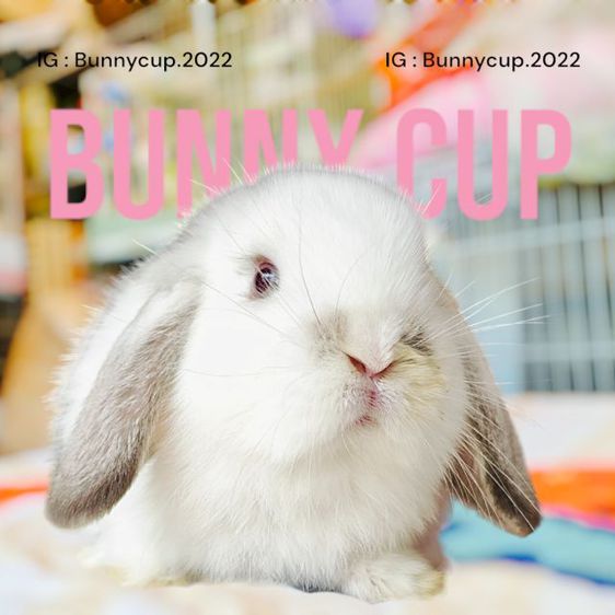 กระต่าย HL รูปที่ 5