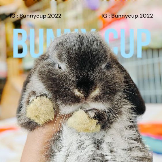 กระต่าย HL รูปที่ 6