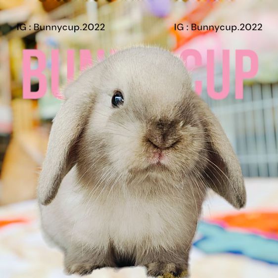 กระต่าย HL รูปที่ 4