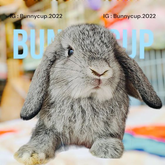 กระต่าย HL รูปที่ 7