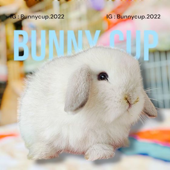 กระต่าย HL รูปที่ 2