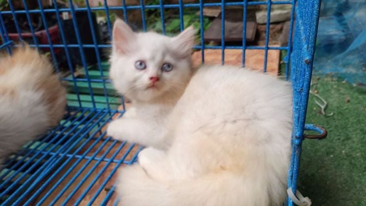 เปอร์เซีย (Persian) ลูกแมวเปอร์เซีย ขาวตาฟ้า
