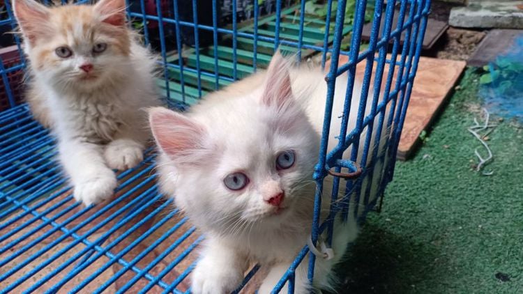 ลูกแมวเปอร์เซีย ขาวตาฟ้า รูปที่ 18