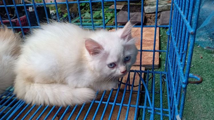 ลูกแมวเปอร์เซีย ขาวตาฟ้า รูปที่ 16