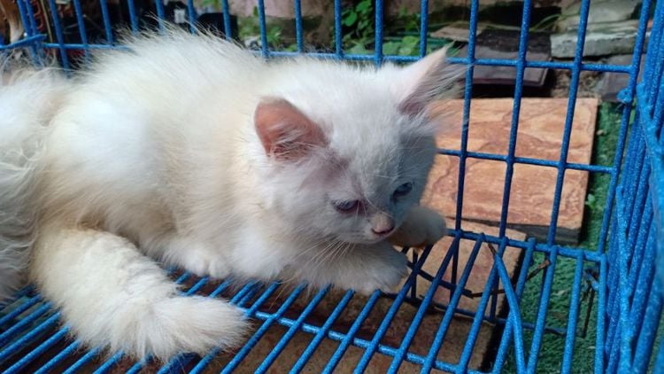 ลูกแมวเปอร์เซีย ขาวตาฟ้า รูปที่ 17