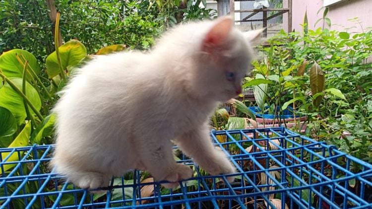 ลูกแมวเปอร์เซีย ขาวตาฟ้า รูปที่ 14