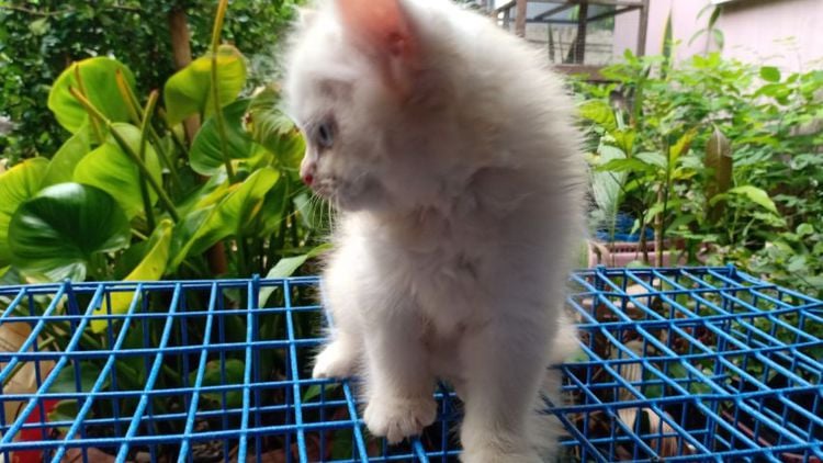 ลูกแมวเปอร์เซีย ขาวตาฟ้า รูปที่ 13