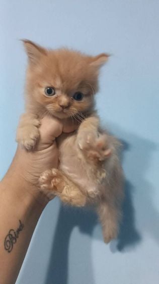 เปอร์เซีย (Persian) ขายลูกแมวเปอร์เซียเเท้อายุ1เดือน