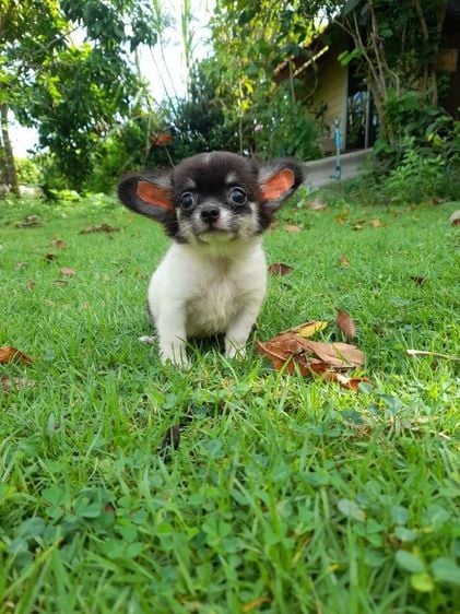 ชิวาวา (Chihuahua) เล็ก ชิวาว่าแท้ขนยาว เพศผู้ แข็งแรง พร้อมย้ายบ้าน เหมาคอกได้