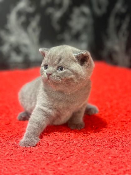 ลูกแมว บริติชช็อตแฮร์ สีบลู ใบเพดWCF รูปที่ 4