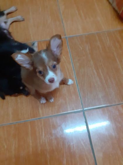 ชิวาวา (Chihuahua) เล็ก ชิวาว่าชาย2เดือน