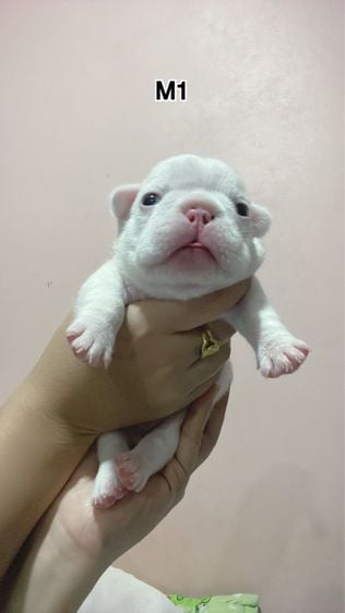 เฟรนบลูด็อก (French bulldog) เล็ก ลูกสุนัขเฟรนบลูด็อก