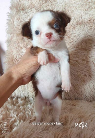 ชิวาวา (Chihuahua) เล็ก ชิวาวาสีช็อคขนยาว
