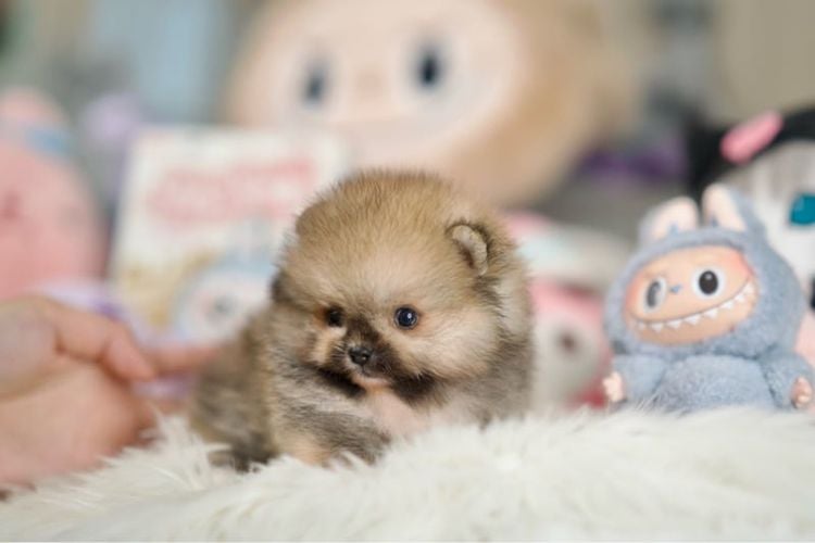 ปอมเมอเรเนียน (Pomeranian) เล็ก น้องปอม