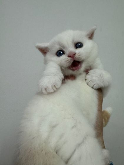 สก็อตติช โฟลด์ (Scottish Fold) แมวสก็อตติชโฟลด์ หูตั้งเพศชาย ตาสองสี
