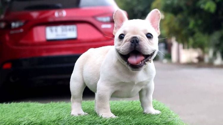 เฟรนบลูด็อก (French bulldog) กลาง ลูกหมาพันธุ์เฟรนบลูด็อก