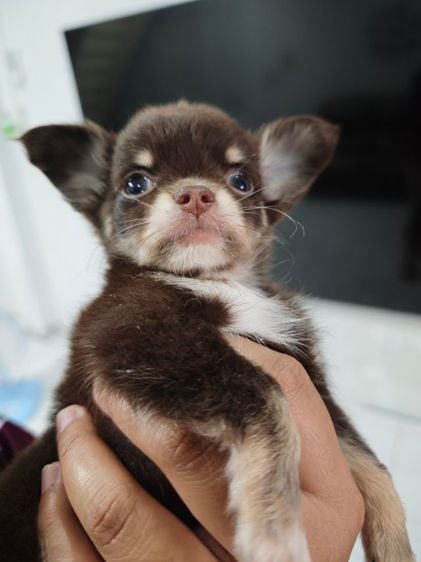ชิวาวา (Chihuahua) เล็ก ชิวาว่า สีช็อก เพศชาย