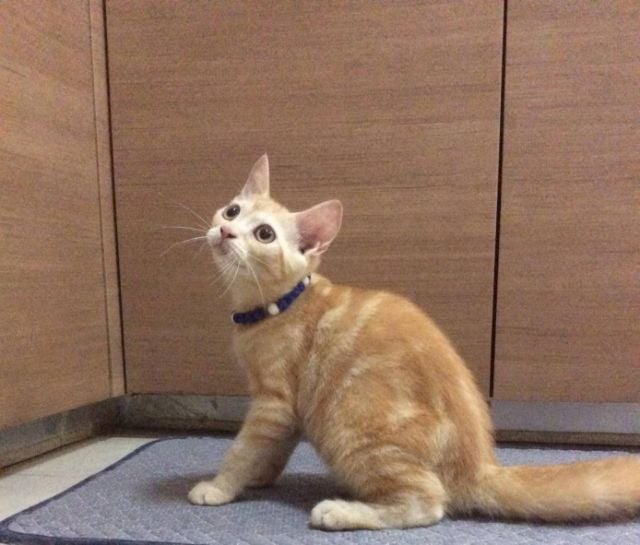 สก็อตติช โฟลด์ (Scottish Fold) น้องแมวส้ม สก็อตติช โฟลด์ เพศผู้