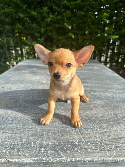 ชิวาวา (Chihuahua) เล็ก ชิวาวา เพศชาย