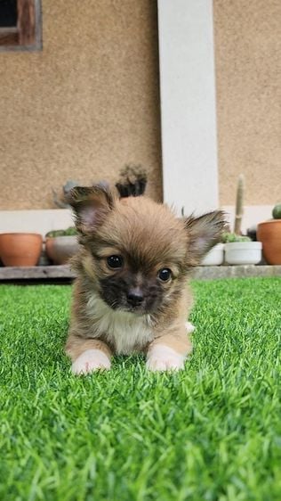 ชิวาวา (Chihuahua) เล็ก ชิวาวา ขนยาว เพศผู้ พร้อมย้ายบ้าน