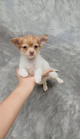 ชิวาวา (Chihuahua) เล็ก ชิวาวา ขนยาว เพศผู้ พร้อมย้ายบ้าน