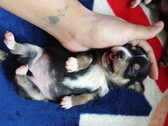 ชิวาวา (Chihuahua) เล็ก ชิวาวา
