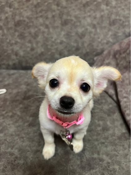 ชิวาวา (Chihuahua) เล็ก ชิวาว่า